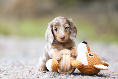 CHIOT 2