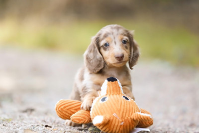 CHIOT 4