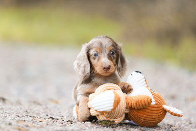 CHIOT 6
