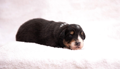 CHIOT 4