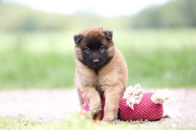 CHIOT 5
