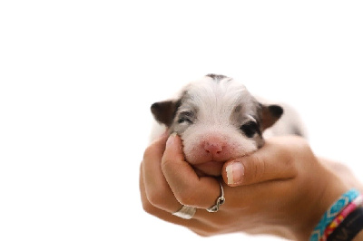 CHIOT 4