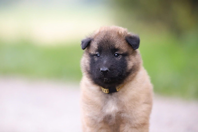 CHIOT 5