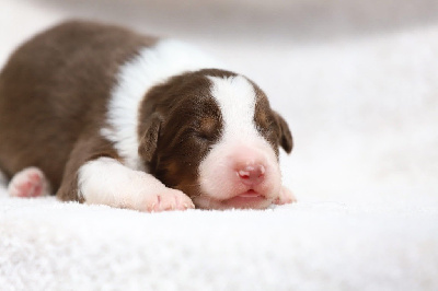 CHIOT 1