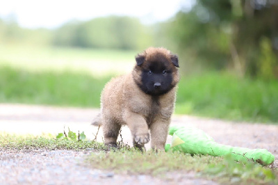 CHIOT 3