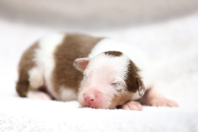 CHIOT 2