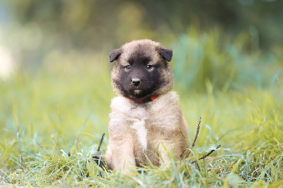 CHIOT 4