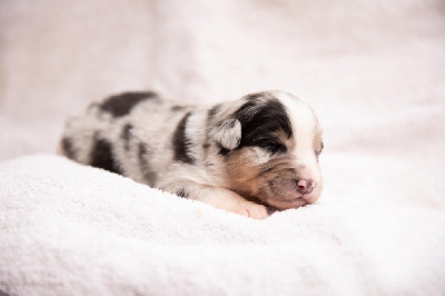 CHIOT 5