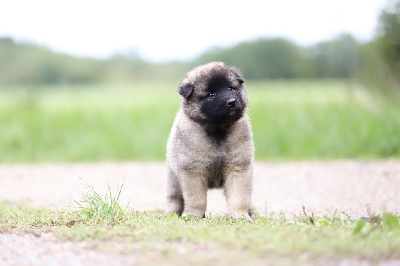 CHIOT 7