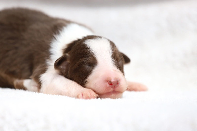 CHIOT 7