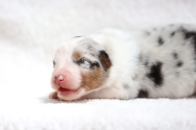 CHIOT 9
