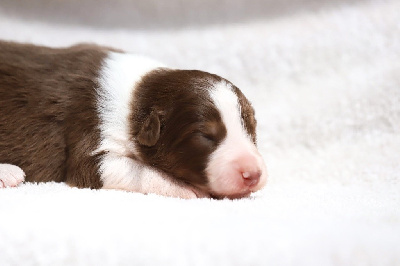CHIOT 6