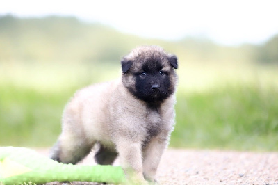 CHIOT 4
