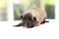CHIOT