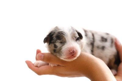 CHIOT 5