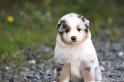 CHIOT 7