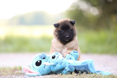 CHIOT 6