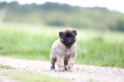 CHIOT 8