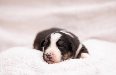 CHIOT 8