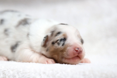 CHIOT 3