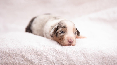 CHIOT 6