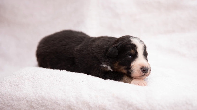 CHIOT 1