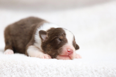 CHIOT 4