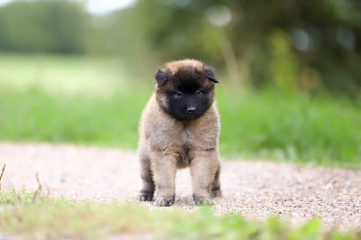 CHIOT 2