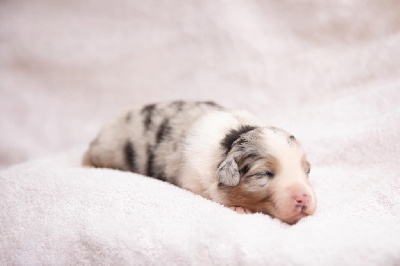 CHIOT 2