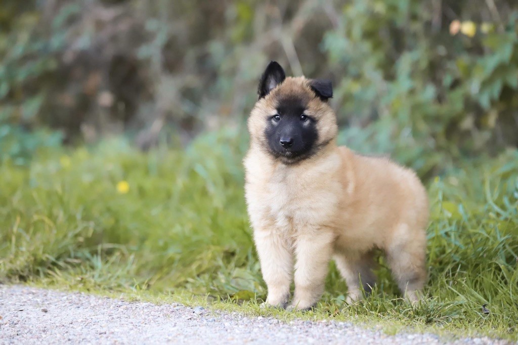 Shepherds Of Paradise - Chiots disponibles - Berger Belge