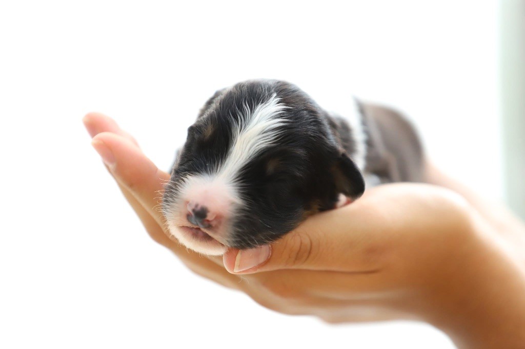 Shepherds Of Paradise - Chiots disponibles - Berger Australien