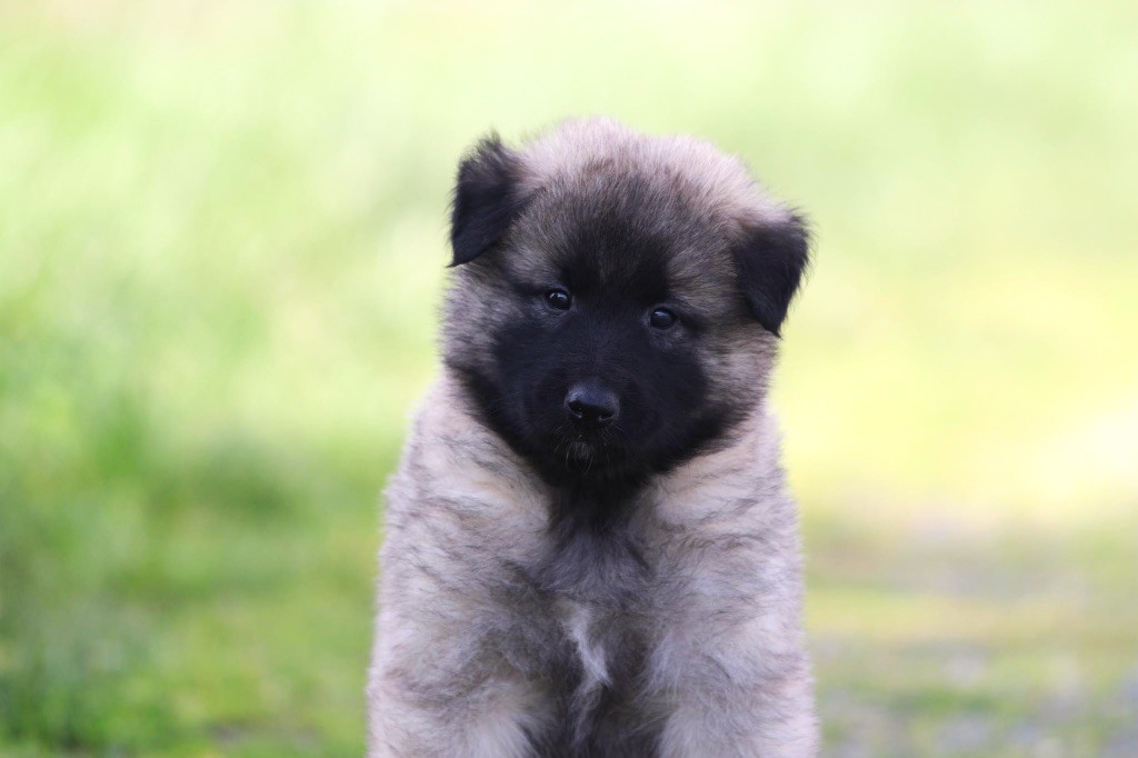 Shepherds Of Paradise - Berger Belge - Portée née le 04/02/2024