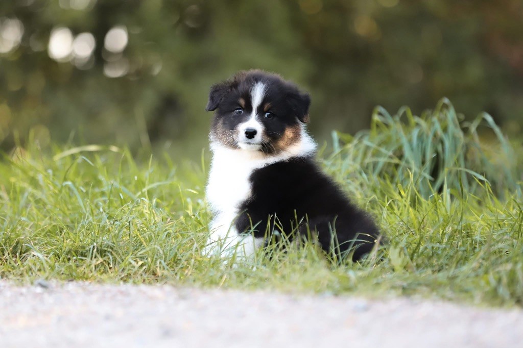 Shepherds Of Paradise - Chiots disponibles - Berger Australien