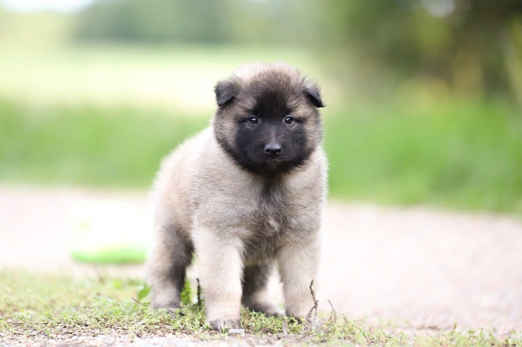 Shepherds Of Paradise - Chiots disponibles - Berger Belge