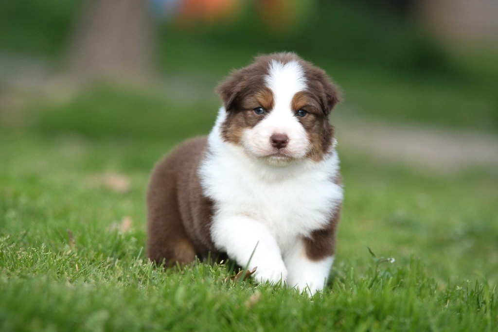 Shepherds Of Paradise - Berger Australien - Portée née le 10/03/2023