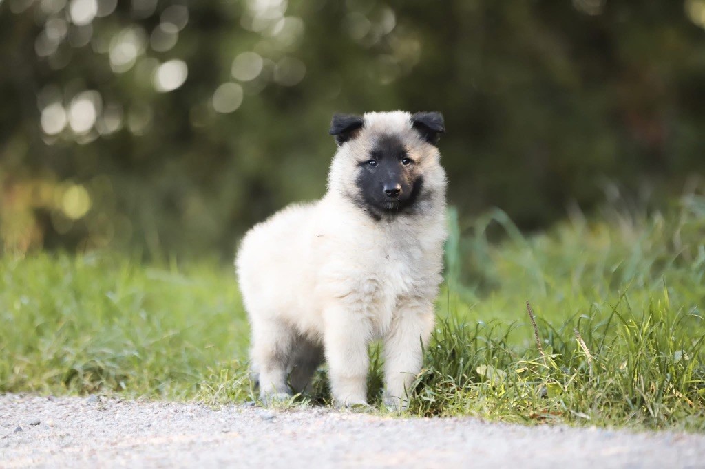 Shepherds Of Paradise - Chiots disponibles - Berger Belge